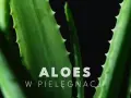 Zielone liście aloesu, idealne do pielęgnacji twarzy, z napisem "ALOES W PIELĘGNACJI".