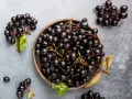 Aronia w misce i na gałązkach. Czy aronia jest trująca? Nie, te ciemne owoce są zdrowe i pełne witamin.