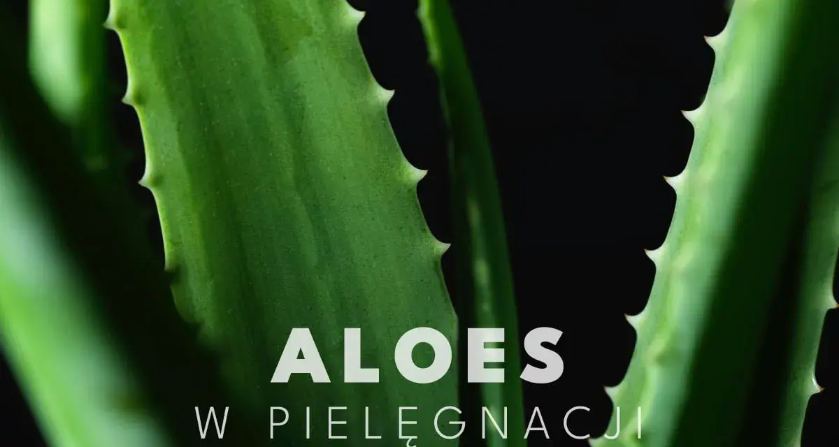 Zielone liście aloesu, idealne do pielęgnacji twarzy, z napisem "ALOES W PIELĘGNACJI".