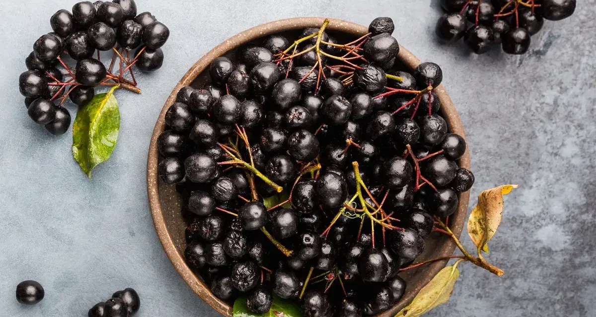 Aronia w misce i na gałązkach. Czy aronia jest trująca? Nie, te ciemne owoce są zdrowe i pełne witamin.
