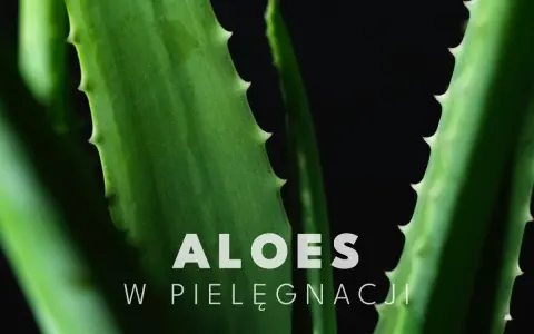 Zielone liście aloesu, idealne do pielęgnacji twarzy, z napisem "ALOES W PIELĘGNACJI".