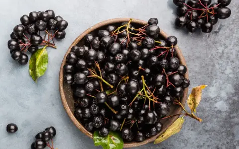 Aronia w misce i na gałązkach. Czy aronia jest trująca? Nie, te ciemne owoce są zdrowe i pełne witamin.