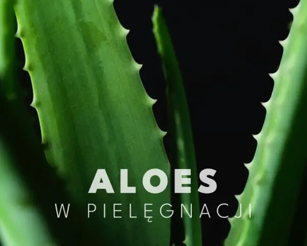 Zielone liście aloesu, idealne do pielęgnacji twarzy, z napisem "ALOES W PIELĘGNACJI".