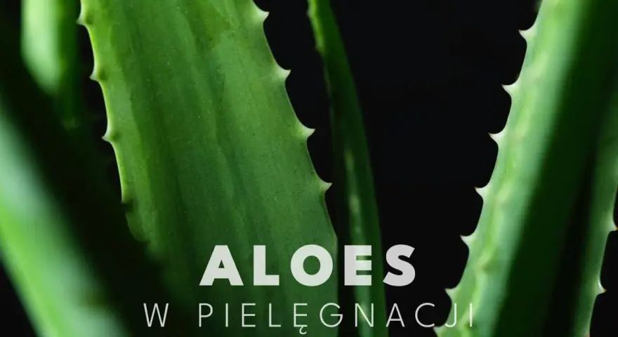 Zielone liście aloesu, idealne do pielęgnacji twarzy, z napisem "ALOES W PIELĘGNACJI".