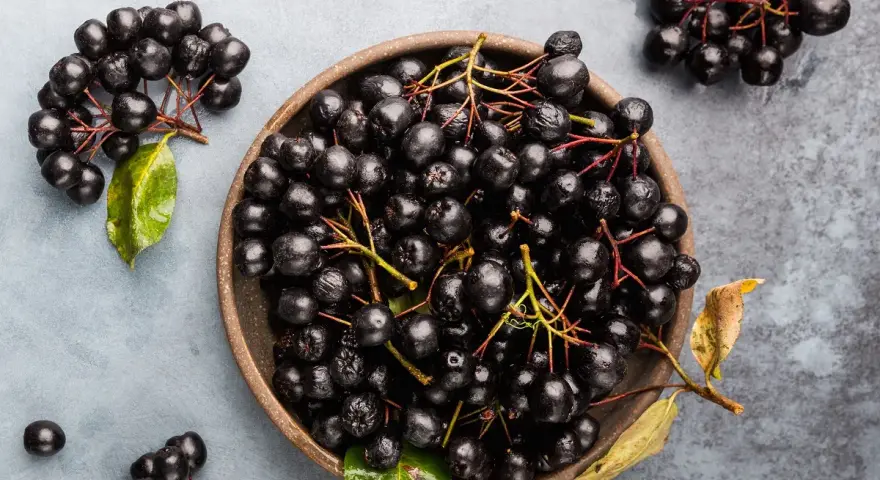 Aronia w misce i na gałązkach. Czy aronia jest trująca? Nie, te ciemne owoce są zdrowe i pełne witamin.
