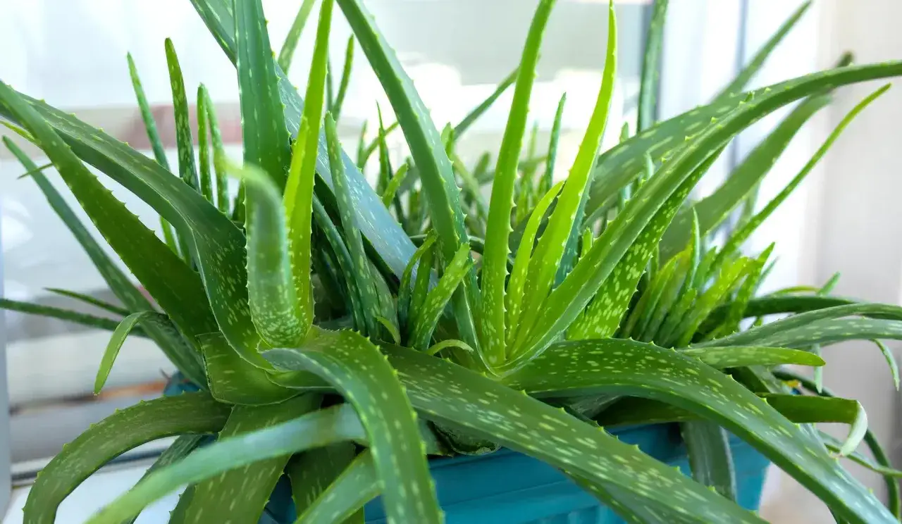 Aloes – naturalny sposób na to, jak szybko wyleczyć oparzenia słoneczne. Jego soczyste liście przynoszą ulgę.