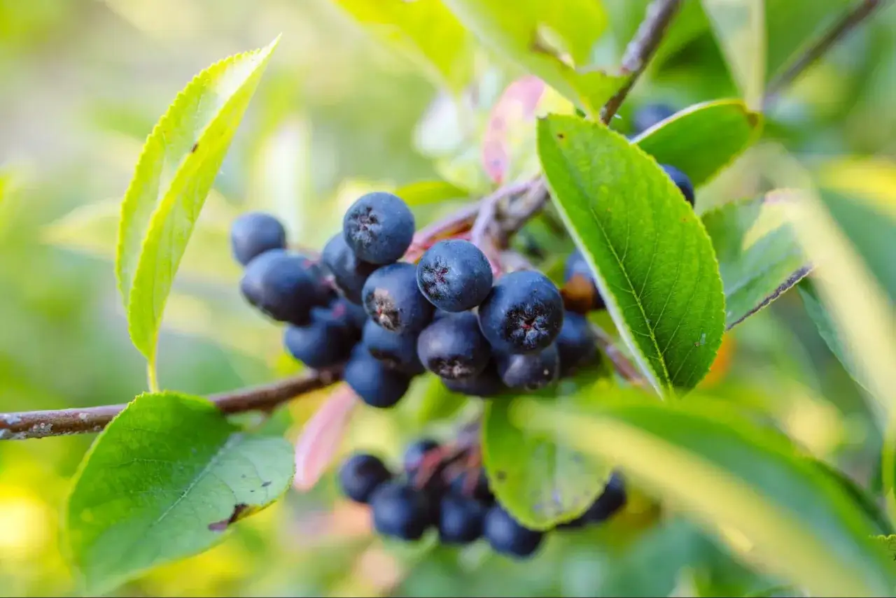 Kwitnące gałązki aronii z ciemnymi owocami. Czy aronia jest trująca? Nie, te zdrowe owoce są jadalne i pełne witamin.