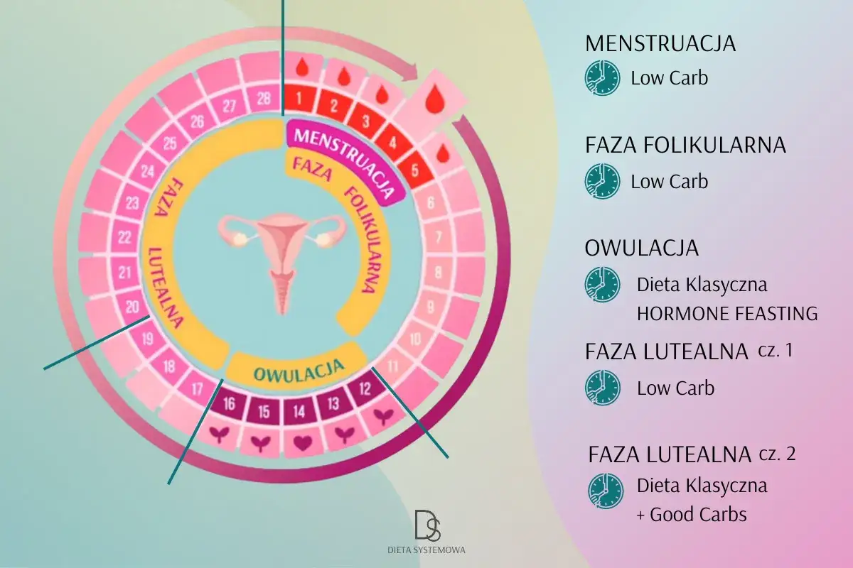 Cykl menstruacyjny z podziałem na fazy i zalecenia dietetyczne. Dowiedz się, jak skr&oacute;cić okres, stosując odpowiednią dietę.